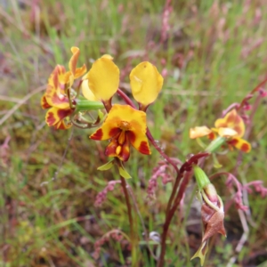 Diuris semilunulata at Kambah, ACT - suppressed