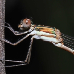 Austrolestes analis (Slender Ringtail) at ANBG - 12 Nov 2022 by TimL