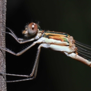 Austrolestes analis at Acton, ACT - 12 Nov 2022