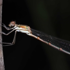 Austrolestes analis at Acton, ACT - 12 Nov 2022 11:23 AM