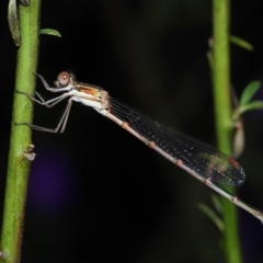 Austrolestes analis at Acton, ACT - 12 Nov 2022