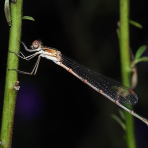 Austrolestes analis at Acton, ACT - 12 Nov 2022