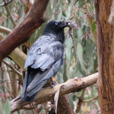 Corvus coronoides (Australian Raven) at Mount Taylor - 13 Nov 2022 by MatthewFrawley