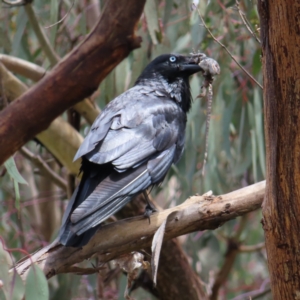 Corvus coronoides at Kambah, ACT - 13 Nov 2022