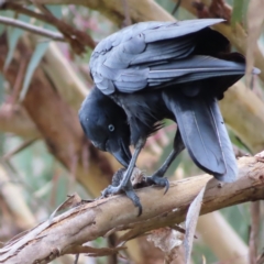 Corvus coronoides at Kambah, ACT - 13 Nov 2022