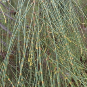 Allocasuarina verticillata at Kambah, ACT - 13 Nov 2022