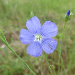 Linum marginale (Native Flax) at Kambah, ACT - 13 Nov 2022 by MatthewFrawley