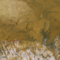 Culicidae (family) at Kambah, ACT - 13 Nov 2022 12:47 PM