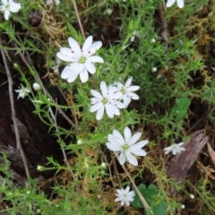 Stellaria pungens (Prickly Starwort) at Kambah, ACT - 13 Nov 2022 by MatthewFrawley