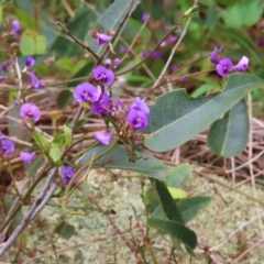 Hardenbergia violacea (False Sarsaparilla) at Kambah, ACT - 13 Nov 2022 by MatthewFrawley