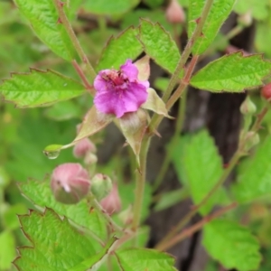 Rubus parvifolius at Kambah, ACT - 13 Nov 2022 12:56 PM