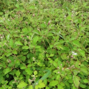 Rubus parvifolius at Kambah, ACT - 13 Nov 2022