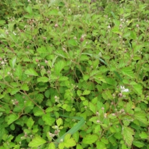 Rubus parvifolius at Kambah, ACT - 13 Nov 2022 12:56 PM