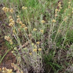 Pseudognaphalium luteoalbum (Jersey Cudweed) at Kambah, ACT - 13 Nov 2022 by MatthewFrawley