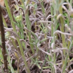 Pseudognaphalium luteoalbum at Kambah, ACT - 13 Nov 2022