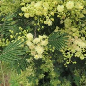 Acacia mearnsii at Kambah, ACT - 13 Nov 2022