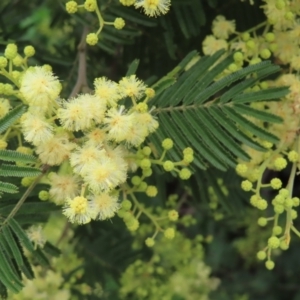 Acacia mearnsii at Kambah, ACT - 13 Nov 2022 01:09 PM