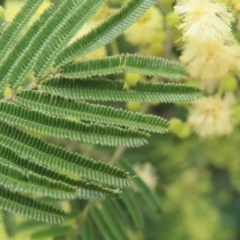 Acacia mearnsii at Kambah, ACT - 13 Nov 2022