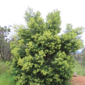 Acacia mearnsii at Kambah, ACT - 13 Nov 2022