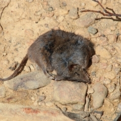 Antechinus mimetes mimetes (Dusky Antechinus) at Upper Nepean - 14 Sep 2022 by JanHartog