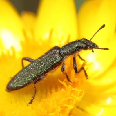 Eleale aspera (Clerid beetle) at O'Connor, ACT - 5 Nov 2022 by ConBoekel