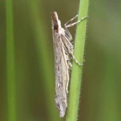 Eudonia cleodoralis (A Crambid moth) at Dryandra St Woodland - 5 Nov 2022 by ConBoekel