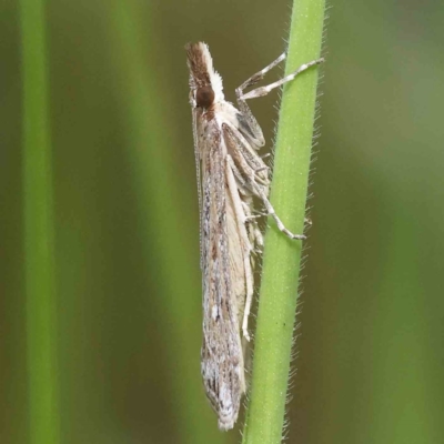 Eudonia cleodoralis (A Crambid moth) at O'Connor, ACT - 5 Nov 2022 by ConBoekel