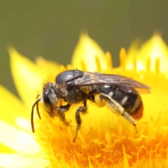 Lipotriches (Austronomia) ferricauda (Halictid bee) at Dryandra St Woodland - 5 Nov 2022 by ConBoekel