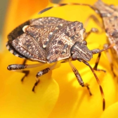 Oncocoris geniculatus (A shield bug) at O'Connor, ACT - 5 Nov 2022 by ConBoekel