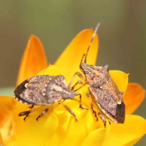 Oncocoris geniculatus at O'Connor, ACT - 5 Nov 2022