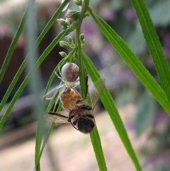 Lehtinelagia sp. (genus) (Flower Spider or Crab Spider) at QPRC LGA - 12 Nov 2022 by LyndalT