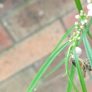 Lehtinelagia sp. (genus) at Greenleigh, NSW - 12 Nov 2022