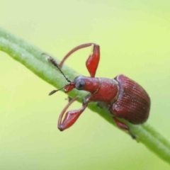 Euops sp. (genus) (A leaf-rolling weevil) at Dryandra St Woodland - 5 Nov 2022 by ConBoekel