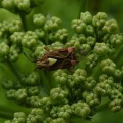 Austropeplus sp. (genus) (A mirid bug) at QPRC LGA - 10 Nov 2022 by Paul4K