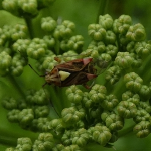 Austropeplus annulipes at Queanbeyan, NSW - 11 Nov 2022