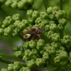 Austropeplus annulipes at Queanbeyan, NSW - 11 Nov 2022