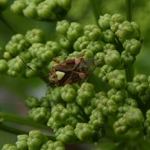 Austropeplus annulipes at Queanbeyan, NSW - 11 Nov 2022