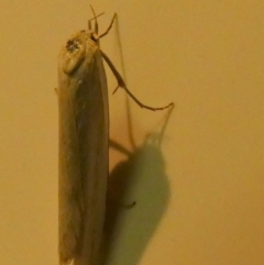 Philobota productella (Pasture Tunnel Moth) at Queanbeyan, NSW - 13 Nov 2022 by Paul4K