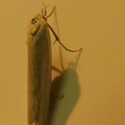 Philobota productella (Pasture Tunnel Moth) at QPRC LGA - 13 Nov 2022 by Paul4K