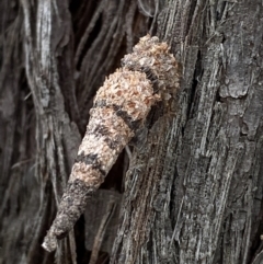 Lepidoscia (genus) IMMATURE (Unidentified Cone Case Moth larva, pupa, or case) at Mulligans Flat - 11 Nov 2022 by mcosgrove