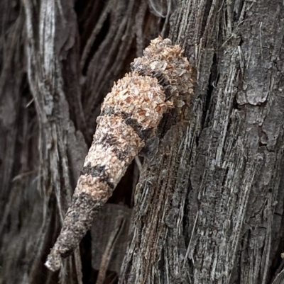 Lepidoscia (genus) IMMATURE (Unidentified Cone Case Moth larva, pupa, or case) at Forde, ACT - 11 Nov 2022 by mcosgrove