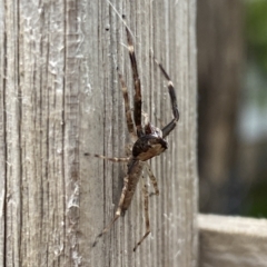 Helpis minitabunda (Threatening jumping spider) at Griffith, ACT - 11 Nov 2022 by Willcath80