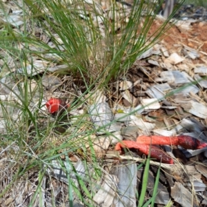 Phallus rubicundus at Curtin, ACT - 14 Nov 2022