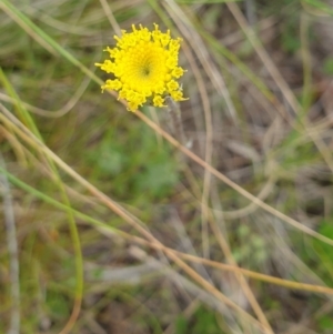 Leptorhynchos elongatus at Booth, ACT - 13 Nov 2022