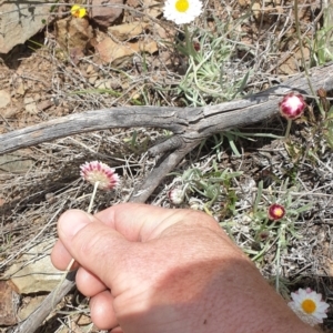 Leucochrysum albicans subsp. tricolor at Booth, ACT - 13 Nov 2022 11:08 AM