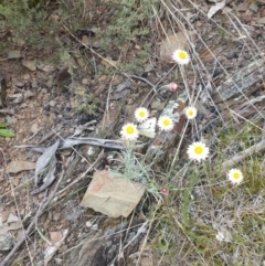 Leucochrysum albicans subsp. tricolor at Booth, ACT - 13 Nov 2022 11:08 AM