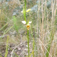 Diuris sulphurea (Tiger Orchid) at Booth, ACT - 12 Nov 2022 by gregbaines