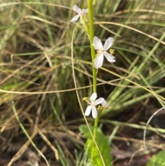 Stylidium graminifolium (Grass Triggerplant) at Hackett, ACT - 13 Nov 2022 by Louisab