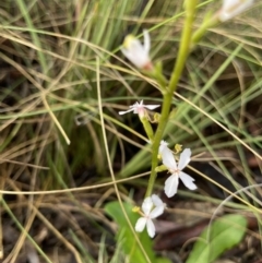 Stylidium graminifolium at Hackett, ACT - 14 Nov 2022 07:42 AM