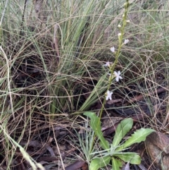 Stylidium graminifolium at Hackett, ACT - 14 Nov 2022 07:42 AM